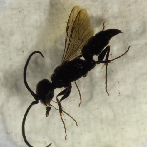 Réf. 266 840 : Dolichurus corniculus